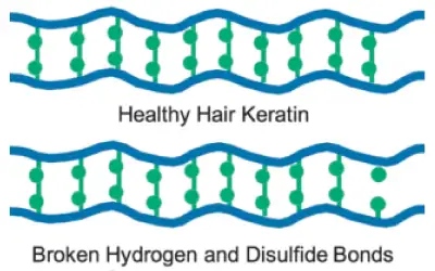 باند هیدروژنی مو و تاثیر در فر دائم مو - shikama